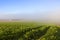 Fodder crops and mist