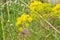 Foeniculum vulgare