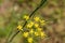 Foeniculum vulgare fennel yellow flowers, with a few ants climbing on it