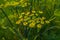 Foeniculum Vulgarr, It is a hardy, perennial herb with yellow flowers and feathery leaves.