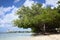 Fofoti Tree on Surfside Beach in Oranjestad, Aruba