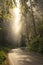 Fog Accents The Bright Rays of Light Through Redwood Canopy