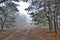 Fog and autumn in the autumn forest