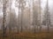 The fog in birch grove in cold morning in November