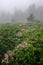 Fog and blooming rhododendron, Roan Highlands