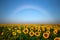 Fog Bow forms over the sunflower fields along the Colorado Front range