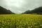 Fog and Canola field landscape