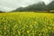 Fog and Canola field landscape