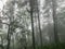 Fog and cloud on top of the mountain Chaing mai, Thailand