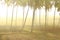 Fog covered coconut plant farm in the morning time. Beautifully grown plans about to yield sooner or later.