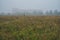 Fog-covered fields, house in the fog