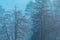Fog in deciduous forest with tall trees, detail from slovenian national park Triglav