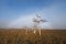 Fog and fogbow over Everglades National Park.
