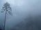 Fog in the forest, fog in kashmir, fog in india
