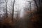 Fog in forest in Harz mountains germany