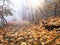 Fog in forest, photo -picture take with mobile phone in late afternoon, beautiful autumn nature in forest