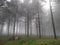 Fog in a forest picnic area - 2