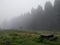 Fog in a forest picnic area - 4