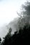 Fog in the forest poster. Picture of trees