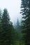 Fog in the forest in Reitaralm, Austia