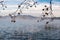 Fog growing on quiet lake waters landscape in Banyoles, Catalonia