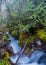 Fog Hangs in the Trees above the Moss Covered Avalanche Creek