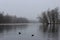 Fog on the lake white. White Lake, Venus pavilion and rookery in Gatchina park.