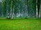 Fog landscape, birch grove in autumn morning, blurred tree silhouettes, autumn