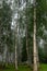 Fog landscape, birch grove in autumn morning, blurred tree silhouettes, autumn