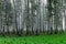 Fog landscape, birch grove in autumn morning, blurred tree silhouettes, autumn