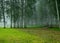 Fog landscape, birch grove in autumn morning, blurred tree silhouettes, autumn