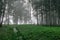 Fog landscape, birch grove in autumn morning, blurred tree silhouettes, autumn