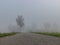 Fog landscape, fuzzy outlines, the sun is shining through the mist, tree silhouette, fuzzy contours of the road