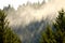 Fog lifting through evergreen forest, creating shafts of light, near Prince George