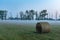 Fog in the meadow in sunny summer morning