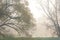 fog, mist, haze, smoke, brume, toman. Fog in autumn oak forest