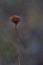 Fog misted, dried bloom in Alaskan autumn