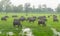 Fog in the morning with the buffalo herds in the country`s rural