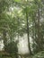 Fog in the morning on the sidelines between bamboo trees and coconut trees in the village