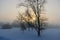 fog morning, sun through fog, silhouettes of trees and branches, winter landscape, blurred smoky fog background