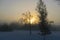 fog morning, sun through fog, silhouettes of trees and branches, winter landscape, blurred smoky fog background