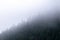 Fog on mountain slope. Early Morning. Forest with spruces
