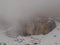 Fog in the mountains. Morning fog covers the rocks in the Italian Dolomites