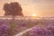 Fog over blooming heather near Hilversum, The Netherlands at sun