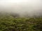 Fog over the forest, Waimea Canyon, Kauai, HI