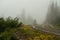 Fog over highway, forest and wild flowers