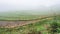 fog over rice terraced gardens