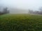 Fog over shamrock field