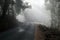 Fog piercing through forest onto a spanish road
