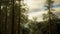 Fog and pine trees on rugged mountainside and coming storm